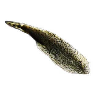 贵州爬岩鳅琵琶鱼双吸盘冷水清道夫不加温除藻鱼鱼缸清洁工原生鱼