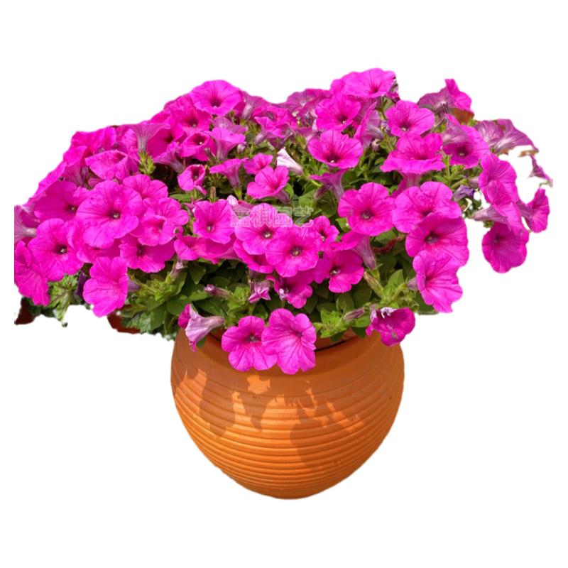 牵牛花喇叭花四季花卉带花发货