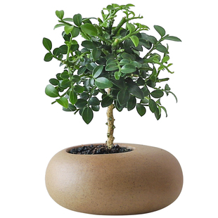 文竹盆栽创意迷你拇指工位绿植物室内客厅桌面办公桌花卉四季常青