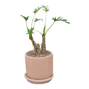 PHYSIS森系绿宝石」龙鳞小天使室内超好养盆栽老桩净化空气美观好