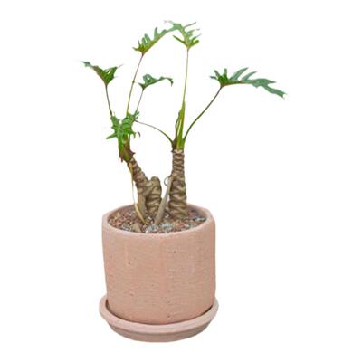 小天使蔓绿绒净化空气喜温暖