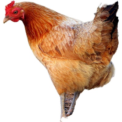 麻鸭农家散养2年净重左右