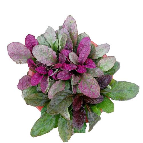 花叶筋骨草常绿宿根耐热耐寒耐阴荫地被花园拼色盘阳台趣味盆栽苗