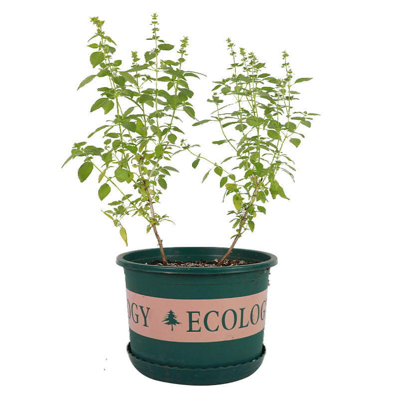 河南大叶荆芥种子苗孑小青菜带土带根盆栽籽种荆棘菜籽荆芥菜种籽