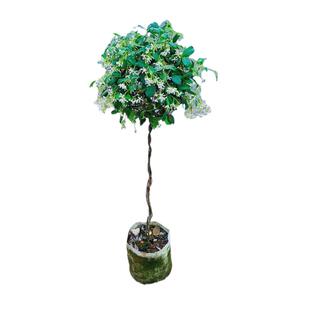 黄色风车茉莉盆栽粉色洗礼大苗银丝花苗托斯卡纳之星络石爬藤植物