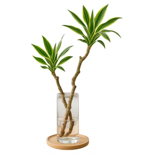 美人桩巴西铁水培水养室内绿植盆栽四季常青好养易活客厅高端植物