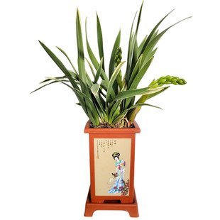 浓香兰花盆栽墨兰企黑报岁兰宽叶苗小香兰客厅阳台室内绿植花卉