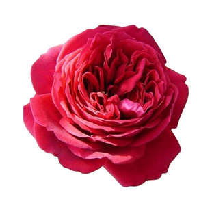 浩田花苑灌木大花阳台庭院绿植多季 皇家胭脂月季花苗 扦插