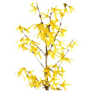 寸寸金植物连翘干支水培花卉干支红梅花卧室鲜切枝条雪柳鲜枝桃花