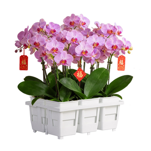 美莳蝴蝶兰专用花盆方形花架组合托盘托架透气水苔青山控根盆套盆