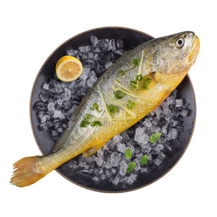 大黄鱼新鲜冷冻深海鲜活速冻黄花鱼正宗冰鲜海鱼生鲜海鲜水产3条