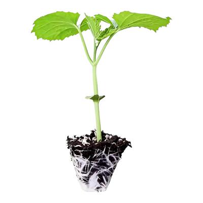 四季蔬菜苗四季种子新手易种