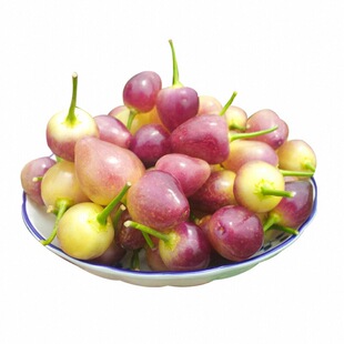 又脆又辣五彩泡椒苗秧多彩六彩小辣椒种子观赏食用四季盆栽带土球