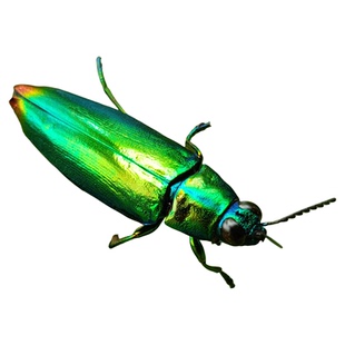 青紫色吉丁虫 Chrysochroa fulminans 未整姿原虫 E002
