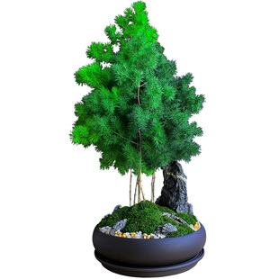 蓬莱松盆栽植物绿植室内客厅招财树花卉办公室好养易盆景旺生肖猴