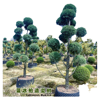 蓝冰柏树苗色天堂侧圣诞盆蓝剑柏