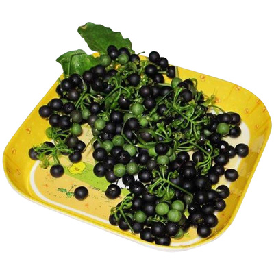 春季水果阳台盆栽种子