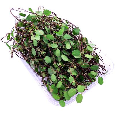 新鲜千叶兰1盒长寿藤餐饮装饰