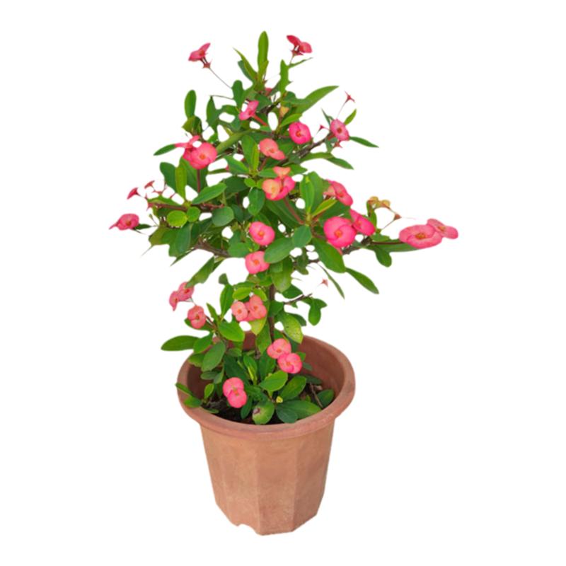 无刺虎刺梅粉色铁海棠带花包成活