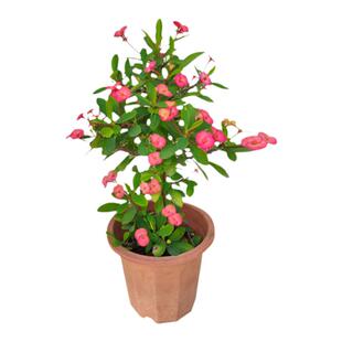 稀有新品种荧光粉无刺虎刺梅盆栽铁海棠常年开花耐旱耐暴晒花卉