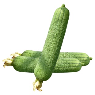 春丰肉丝瓜种子春香春帅春秀丝瓜种籽四季早熟蔬菜农家春丝瓜种孑