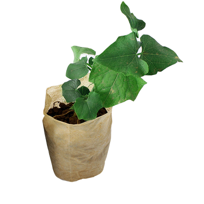 佛手瓜阳台盆栽夏季南方蔬菜种子