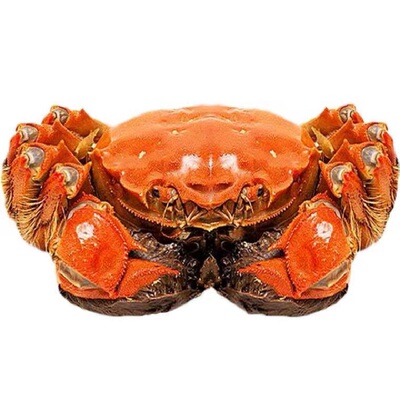 全母精品挑膏蟹大闸蟹2.5两