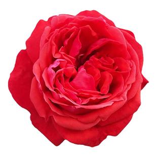 国月大花月季大花苗浓香庭院阳台盆栽灌木绯扇红双喜切花玫瑰花苗