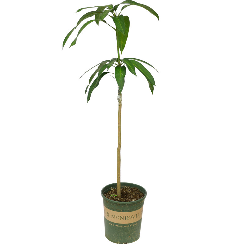 桂七芒嫁接苗当年结果原布袋发