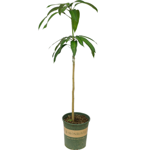 广西芒果树苗桂七芒果苗嫁接海南小台农芒果树苗带土盆栽庭院种植