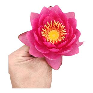 睡莲水培植物四季水养水莲花苗耐寒大睡莲根块荷花室内外花卉盆栽