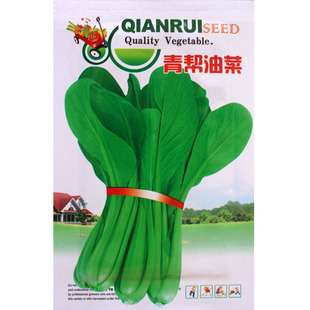 青帮油菜种子 小油菜青菜鸡毛菜小白菜菜籽 四季播种阳台蔬菜种子