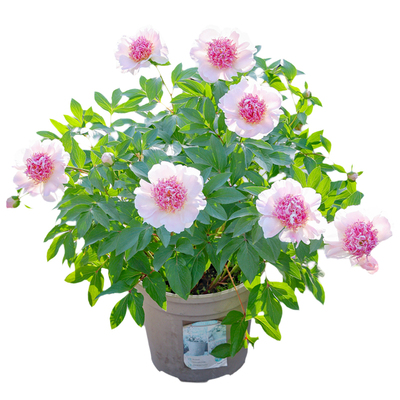 海蒂的花园芍药花苗种根大花重瓣可盆栽地栽阳台庭院花卉成都总店