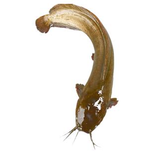 皇妃4.0塘鲺鱼本地塘鲺鱼塘角鱼苗三黄塘鲺鱼胡子鲶鱼广东