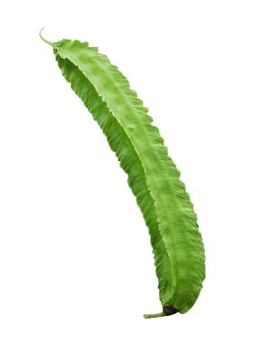 四角豆四季易种植农家菜蔬菜种子