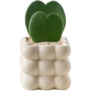 一片心绿植心叶球兰盆栽办公室内桌面好养耐旱多肉网红植物花卉