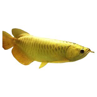 金龙鱼活鱼鱼苗 蓝底高背金头过背金龙水族大型龙鱼观赏鱼风水鱼