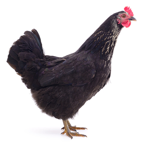 土鸡农家散养产蛋王鸡黑凤鸡下蛋鸡活鸡包活到家粉绿壳蛋鸡母鸡