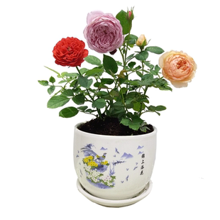 月季花苗爬藤小苗果汁阳台开花玫瑰室内盆栽四季好养花卉蔷薇绿植