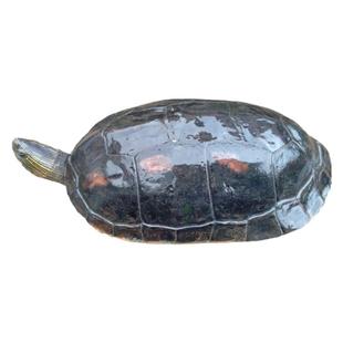 乌龟活物宠物龟大只家养招财龟草龟花龟淡水龟大乌龟活物珍珠龟