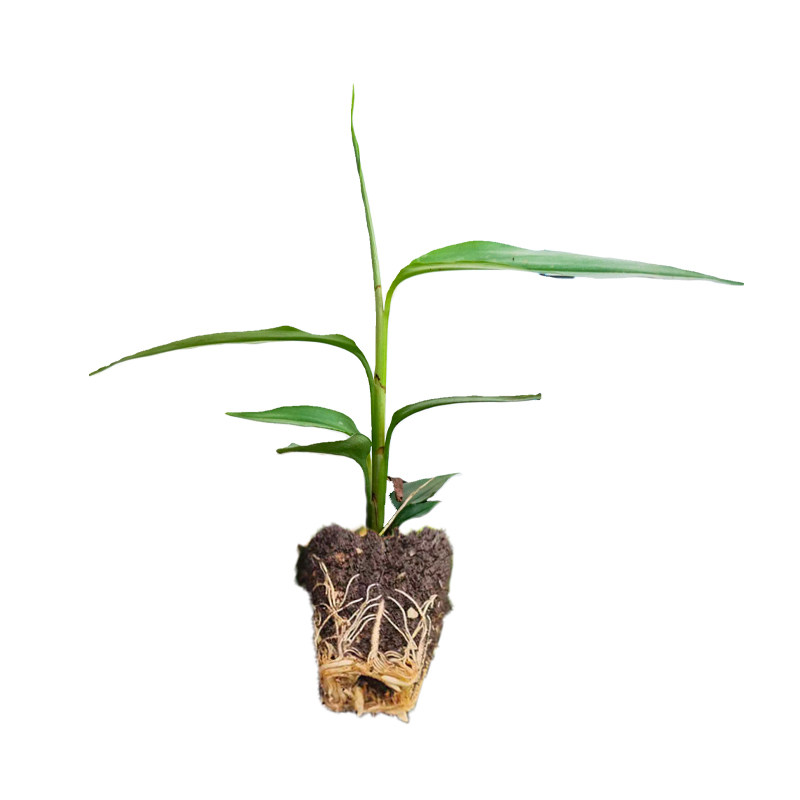 益智仁苗益智花苗林下喜阴植物观赏良种益智种苗药用植物四季常绿
