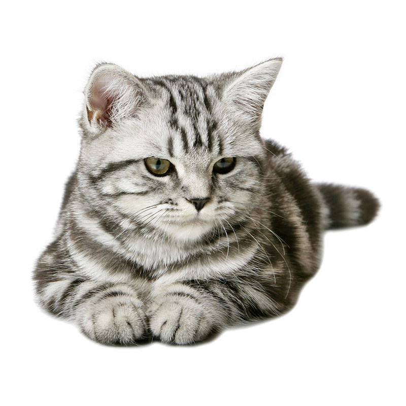 双血统纯种美短加白起司猫幼猫美国短毛猫小猫咪宠物猫咪活体幼崽
