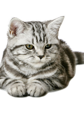 纯种美短加白起司猫幼猫宠物猫