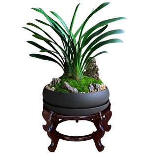 君子兰盆栽花卉绿植高级感客厅植物室内花好养活四季名贵兰花盆景