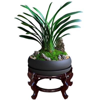 新林清悦君子兰盆栽客厅盆景送礼