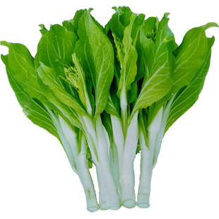 早熟白菜苔种子种籽大全菜种苔菜四季菜心菜苔蔬菜孑子速生莱籽种