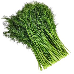 新鲜茴香菜现割山东大荤香包子饺子馅料鲜茴香菜苗非种籽不带根