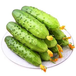 黄瓜苗秧苗水果黄瓜苗旱青瓜苗高产密刺青瓜四季阳台盆栽菜苗种子