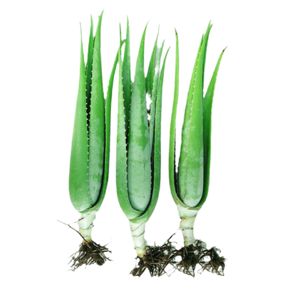 美容院芦荟美容院灌肤库拉索芦荟