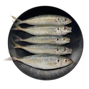 北海巴浪鱼新鲜冷冻特大深海鱼去鳃去内脏免清理冰鲜池鱼仔竹荚鱼